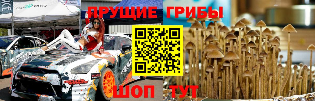 Боровичи  что такое   Вход с VPN  Галлюциногенные грибы мицелий 