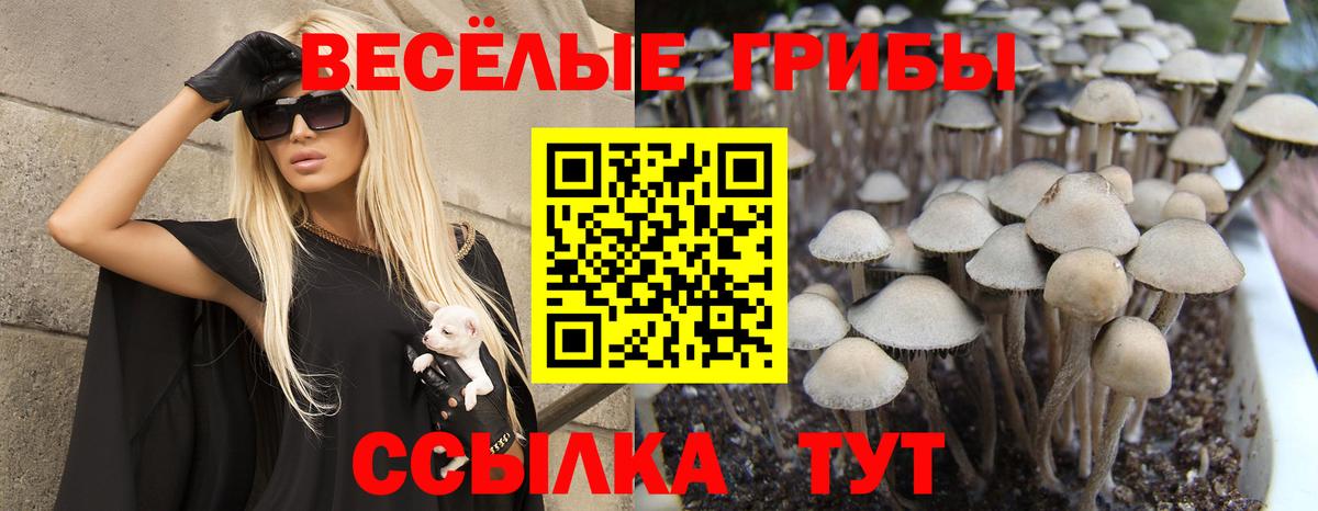 Псилоцибиновые грибы Psilocybe Боровичи